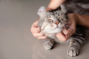 i gatti domestici sanno distinguere il proprio nome