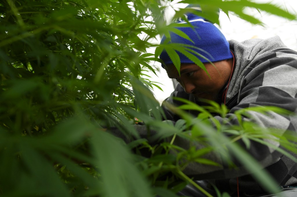 A man trims a hemp plant.