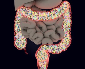 gut bacteria