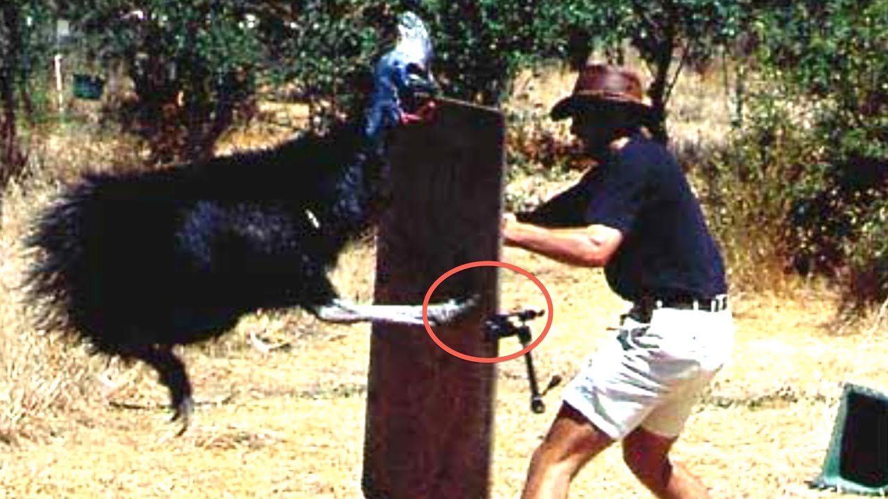 Cassowary attacking a human.