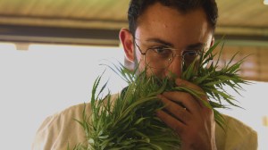 homem cheira planta de canábis