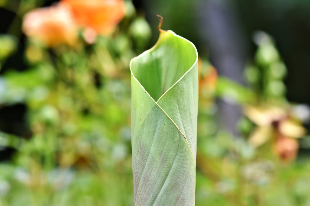 banana-leaf-3552292_1920