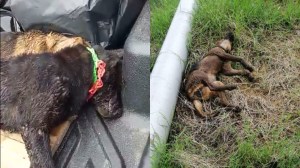 Aparat Malaysia Lakukan Operasi Pembantaian Anjing Kejam, Abaikan Kecaman Warga