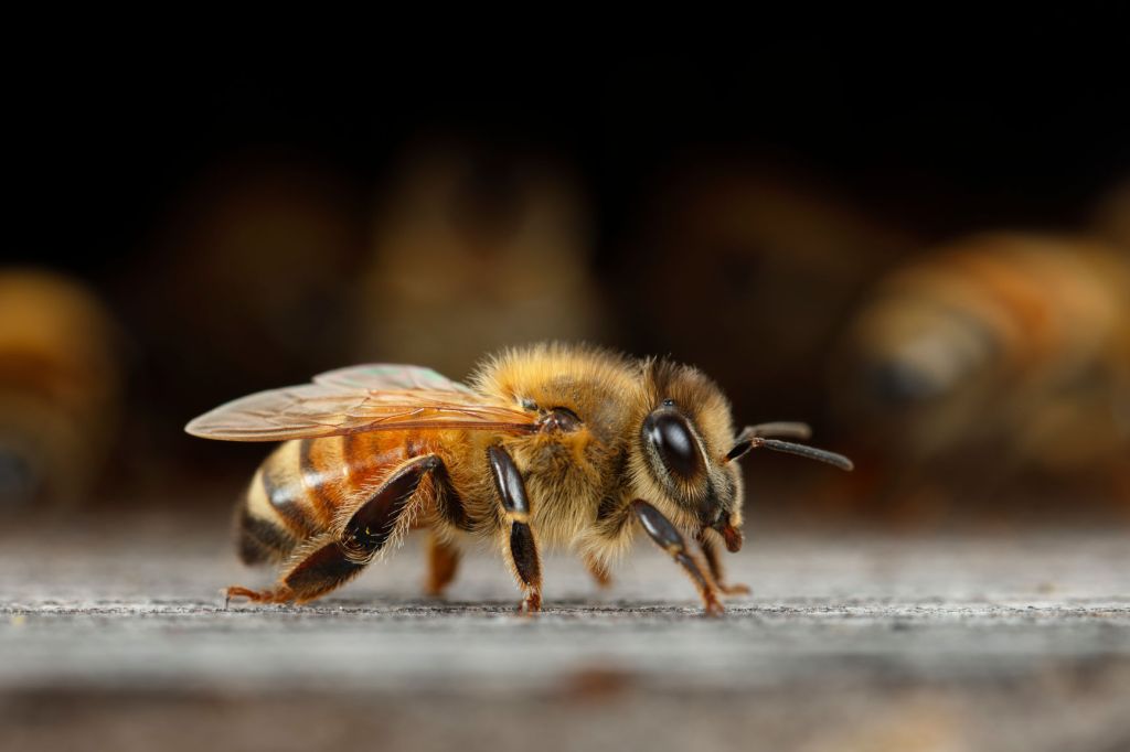 close-up of honeybee