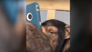 Un chimpanzé scrolle sur Instagram