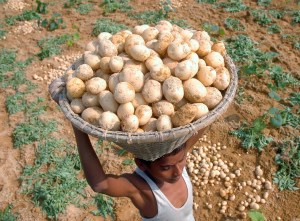 potatoes farms india