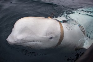 Norwegian Fisherman Free Harness-Wearing Whale ‘Likely’ Trained by Russian Navy