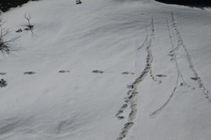 Indian Army Says It Found ‘Yeti’ Footprints at Makalu Base Camp in Himalayas