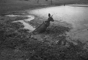 Kangaroo stuck in mud_ dead