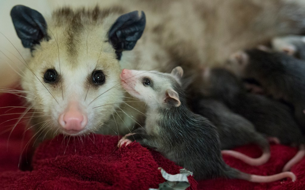 opossum mama and baby