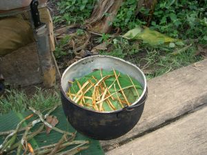 Ayahuasca_prep