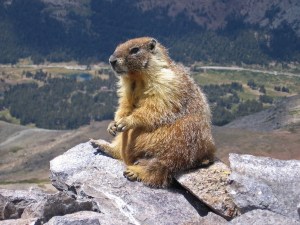 Couple eats marmot and causes plague in Mongolia