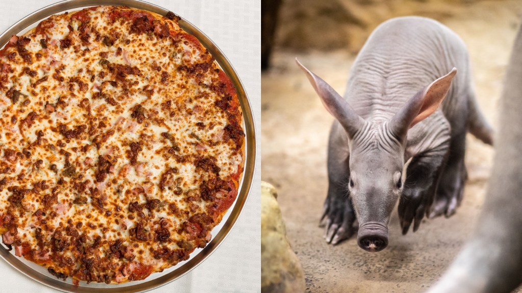 Composición dividida con la imagen de una pizza y de un cerdo hormiguero.