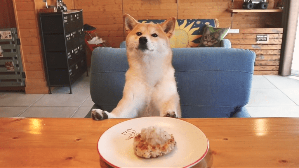 Lagi Suntuk? Nonton Video Anjing Shiba Doyan Makan Ini Pasti Bisa Menghiburmu