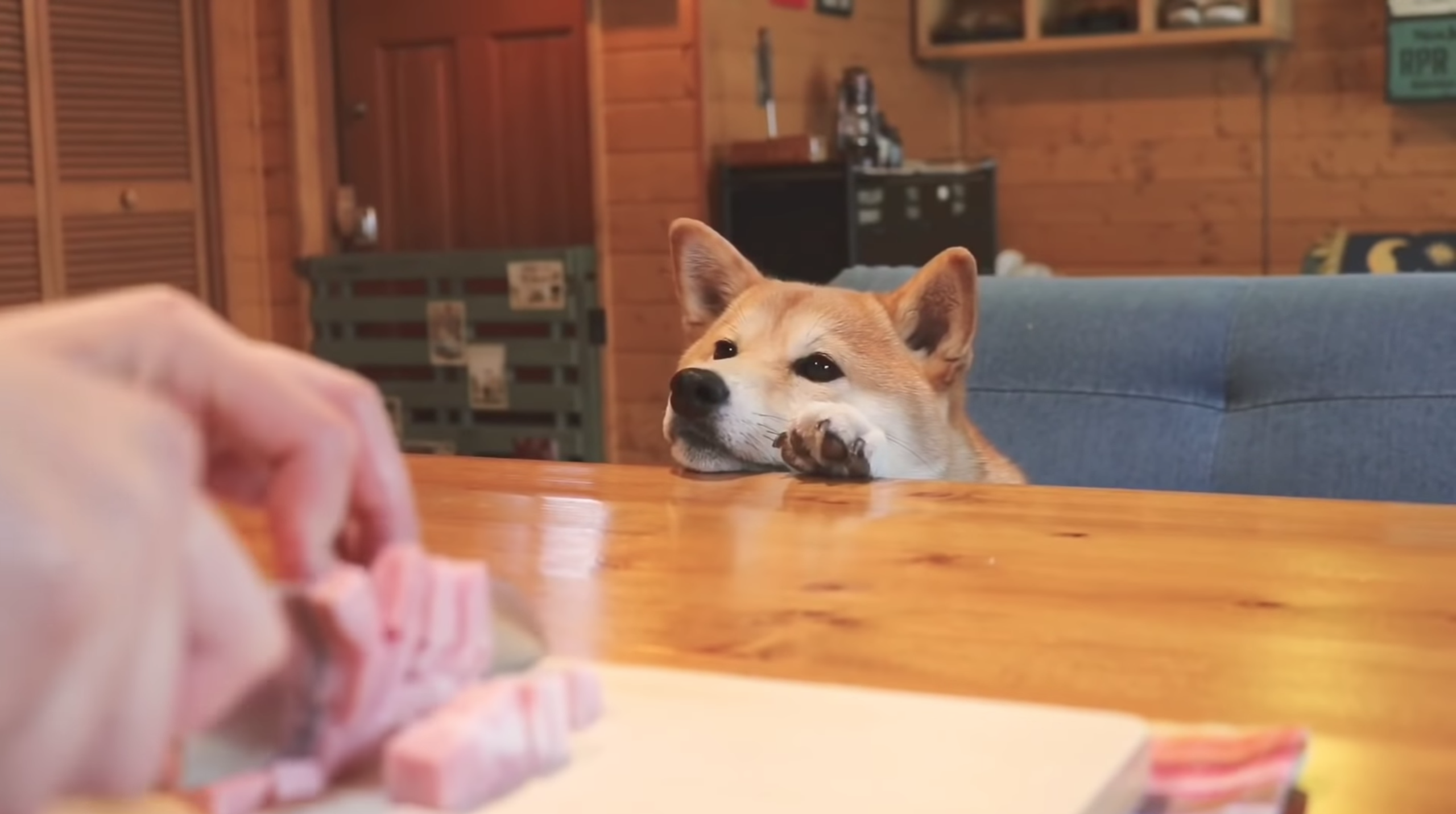 punchan the shiba watching meat being cut on a cutting board