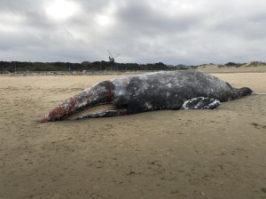 Dead Gray Whales Are Washing Up on San Francisco Beaches