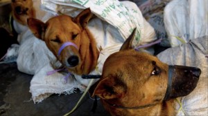 Pembakaran Anjing ojek online Jakarta, Indonesia Surga Buat Manusia Gemar Menyiksa Binatang