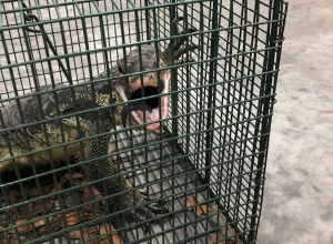 Invasive Asian Water Monitor Captured By Florida Wildlife Authorities in Florida Keys