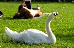 Un Cygne