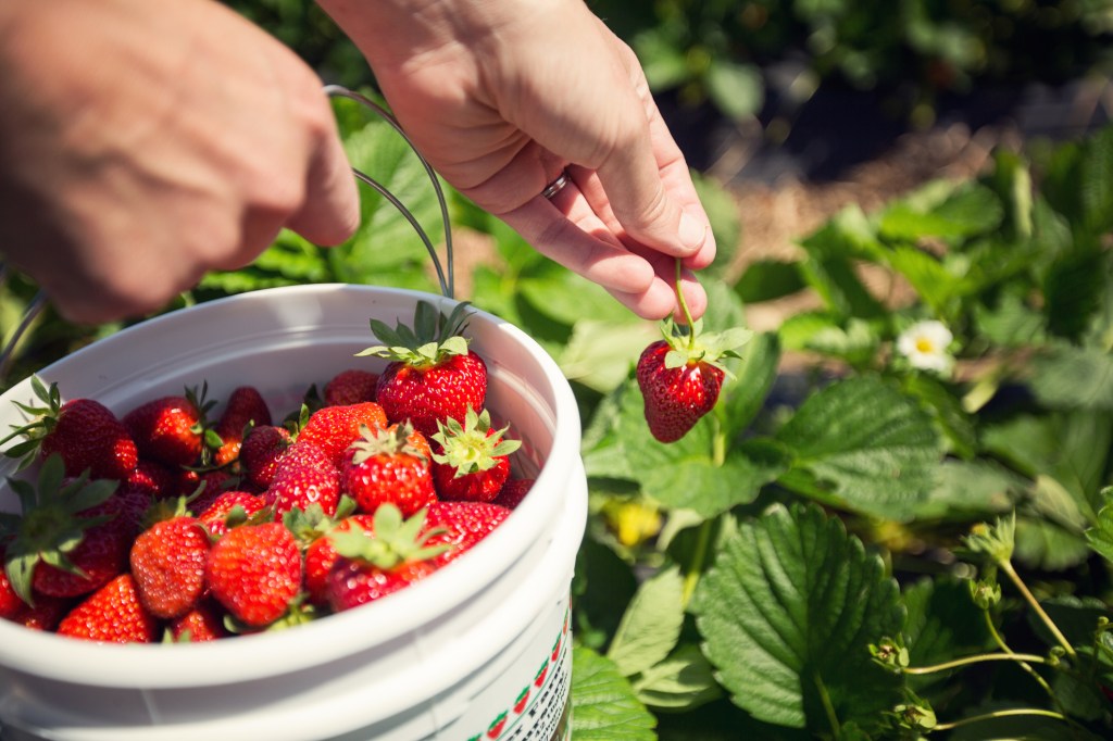 strawberry field berry picking