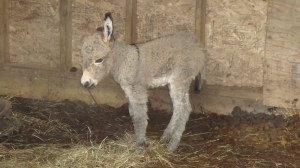 A miniature donkey