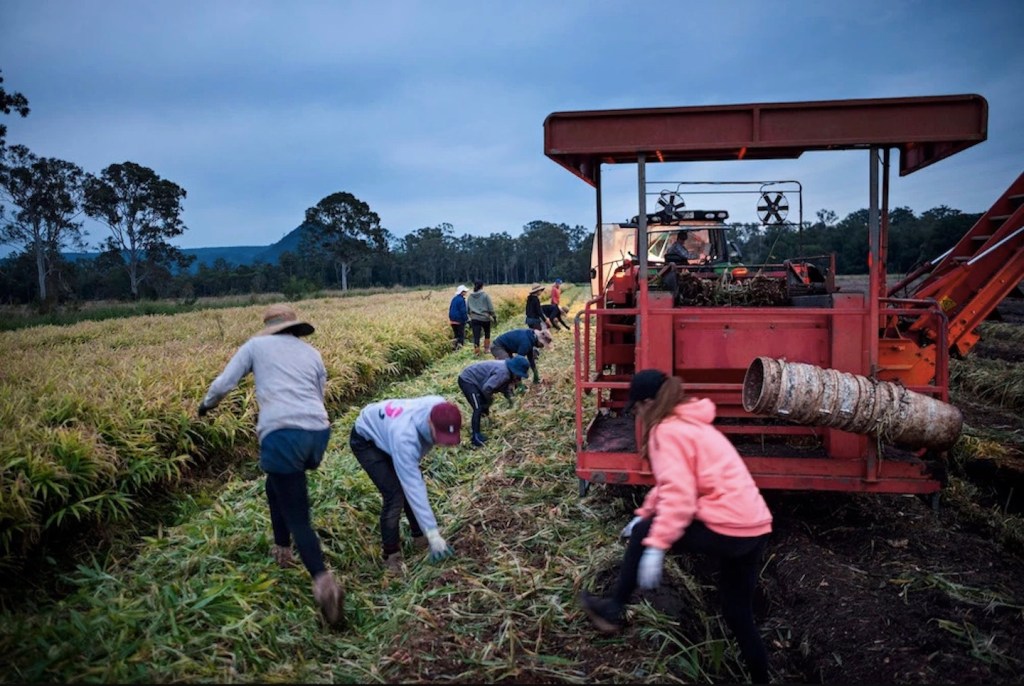 The Sleaze and Danger of Working 88 Days on an Australian Farm