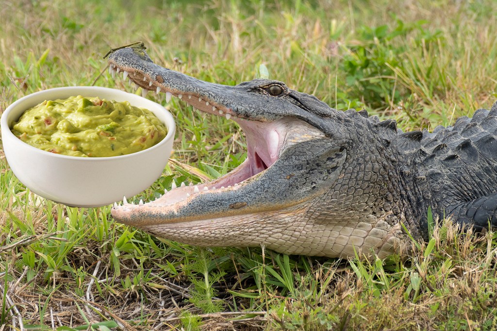 Caimán junto a tazón de guacamole