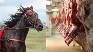 A racehorse and animal carcasses hanging in an abattoir