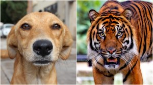 perro salva hombre de ser atacado por un tigre