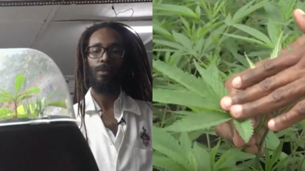 científico jamaiquino que cultiva la marihuana que fumaba Bob Marley