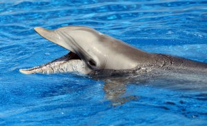 Le Canada interdit la captivité des baleines et des dauphins