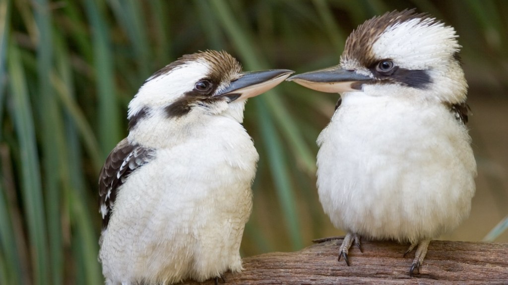 Two kookaburras