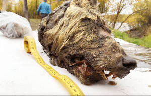 Cabeza cercenada de lobo de hace 40,000años