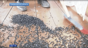 Russian Towns Are Being Hit With Huge Swarms of Flies