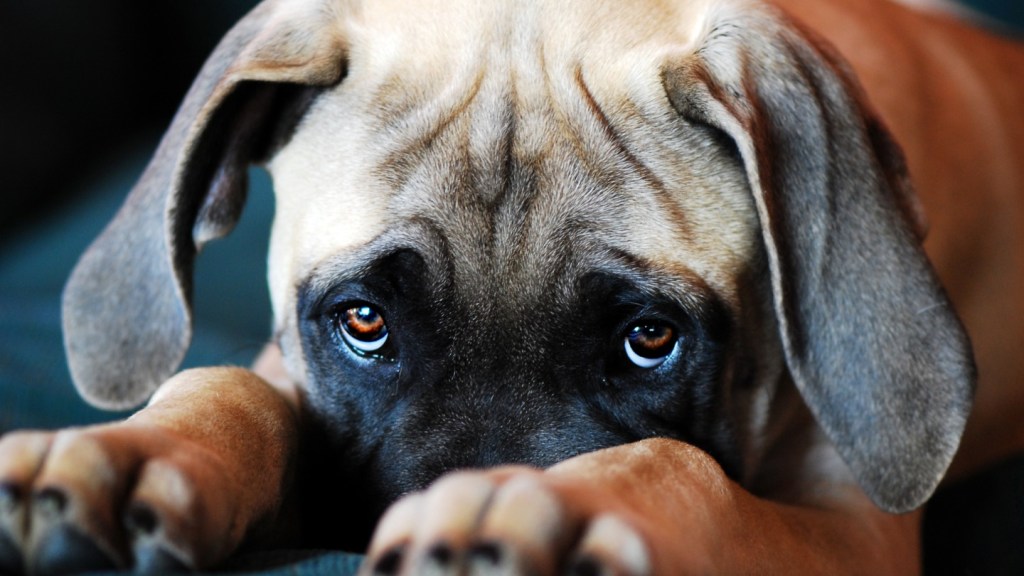 Dog doing puppy dog eyes