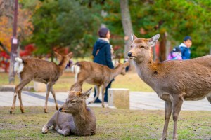 Japan sacred deer keep eating plastic and dying