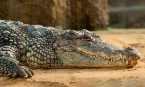 Villagers delay Crocodile rescue to pray