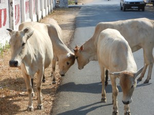 Madhya Pradesh Approves Law Punishing Cow Vigilantes