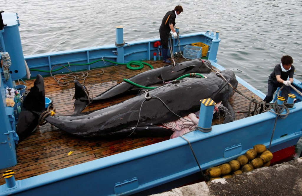 Tote Wale auf einem Bootsdeck im Taiji-Hafen in Japan