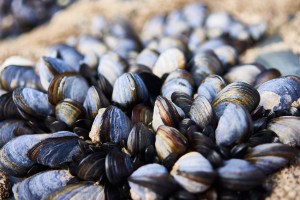 Bumi Sedang Panas Banget, Kerang Mati Terpanggang di Cangkangnya Sendiri