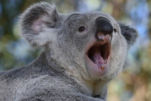 Koala met chlamydia