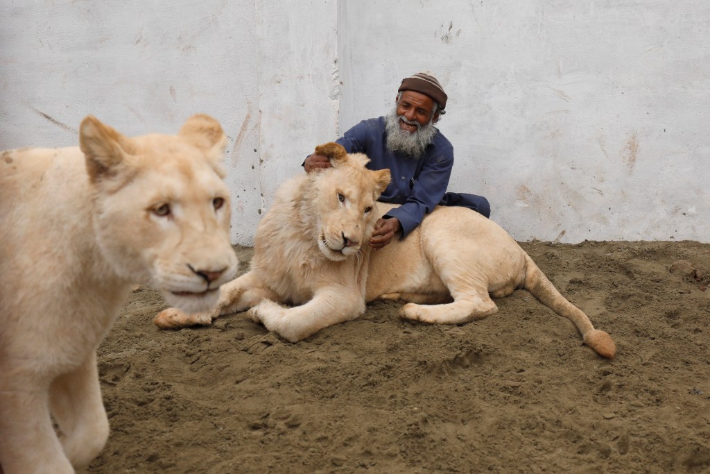 Pawang bermain dengan singa peliharaan orang kaya di pinggiran Kota Peshawar, Pakistan. Foto oleh Fayaz Azi/Reuters