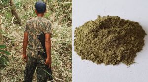 Dilema Kratom: Berkah Buat Petani Indonesia, Diharamkan BNN dan Amerika