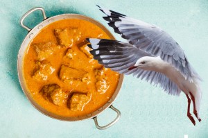 a photoshopped image of a metal bowl of chicken tikka masala to the left of a flying seagull looking for food