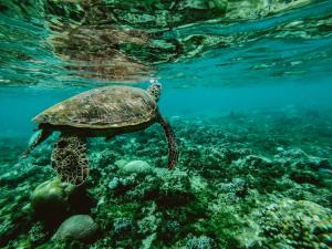 sri lanka living coral reefs 90 percent dead