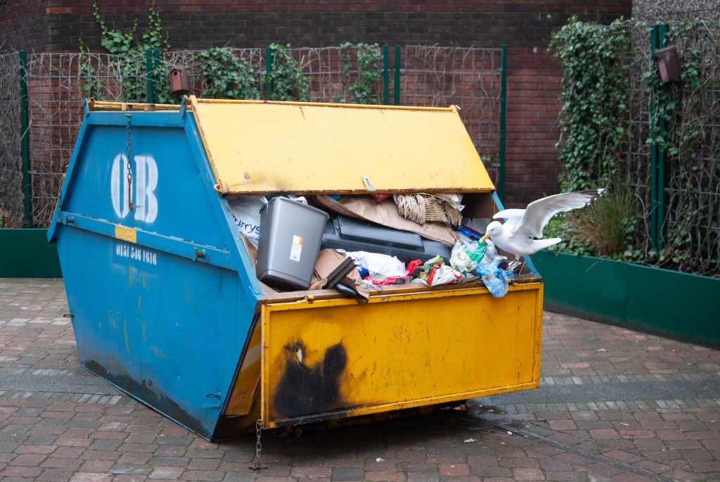 seagull eating from a skip