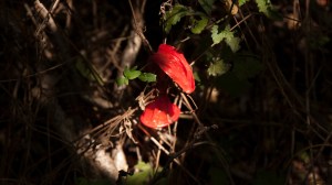 Kondom im Wald in wien, wo Schwule cruisen