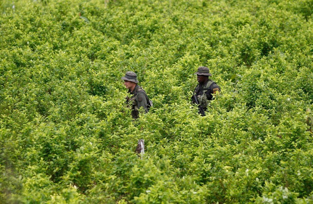 Colombia Failed These Coca Farmers. Now They're Turning Back To The Cartels