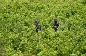 Colombia Failed These Coca Farmers. Now They're Turning Back To The Cartels