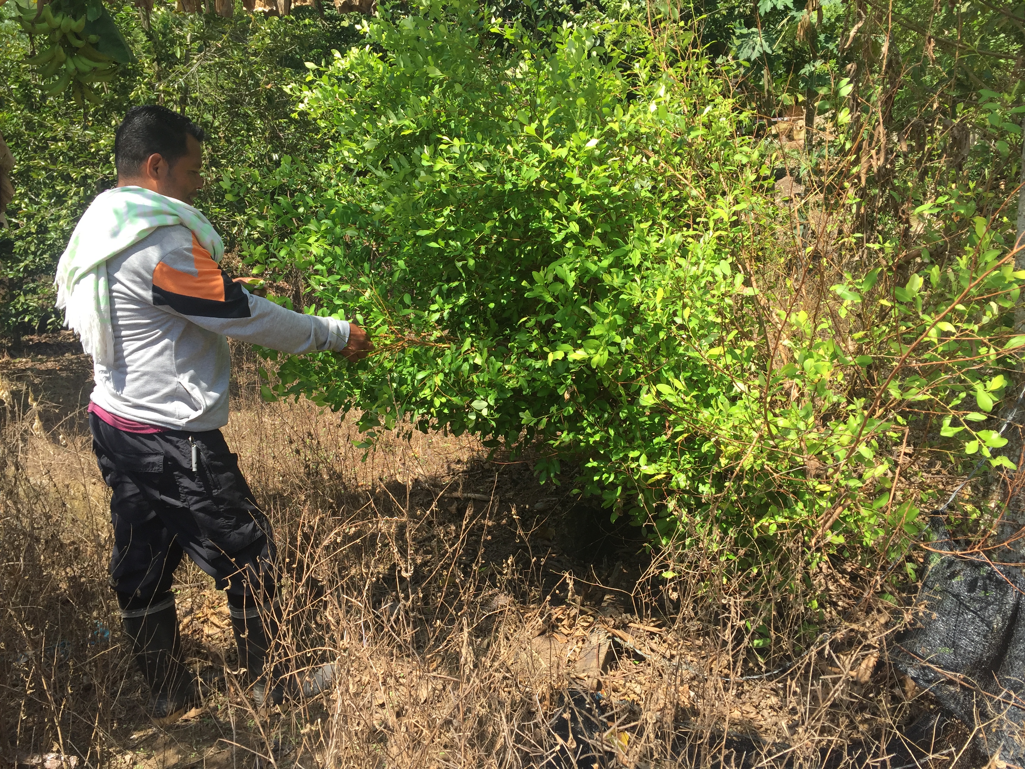 Colombia Coca farmers